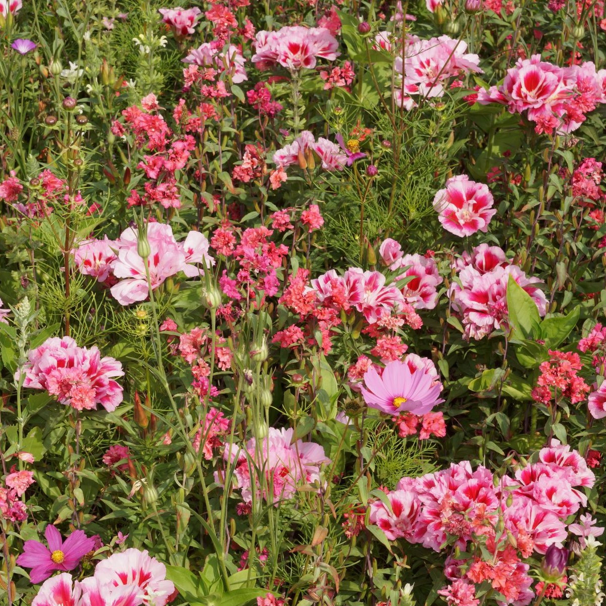 Lednická radosť - Černý BioPro - lúčna zmes - 20 g