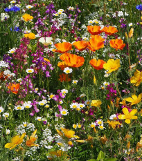 Plzenská kvetnica - Černý BioPro - lúčna zmes - 20 g