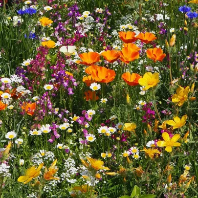 Plzenská kvetnica - Černý BioPro - lúčna zmes - 20 g