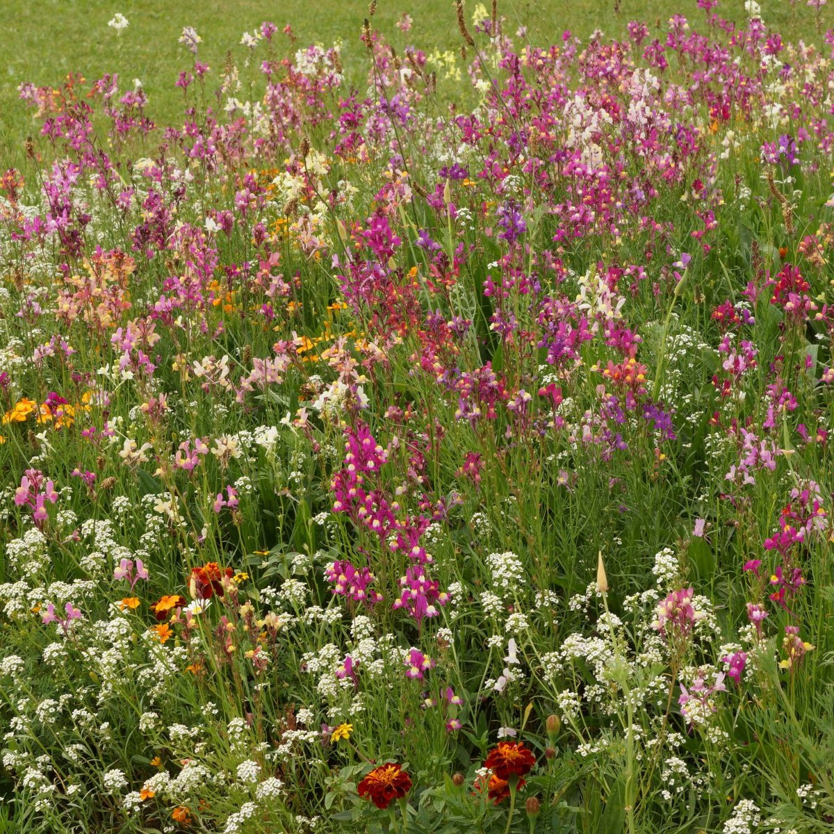 Plzenská kvetnica - Černý BioPro - lúčna zmes - 20 g