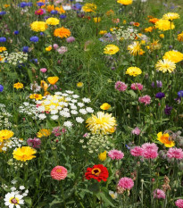 Economy - Černý BioPro - lúčna zmes - 20 g