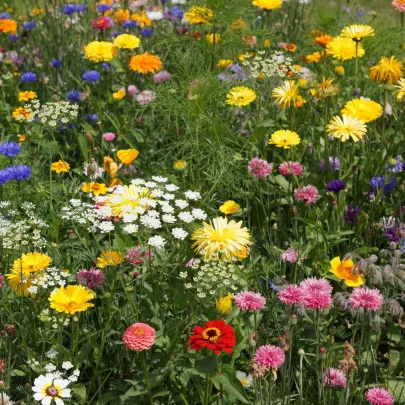 Economy - Černý BioPro - lúčna zmes - 20 g