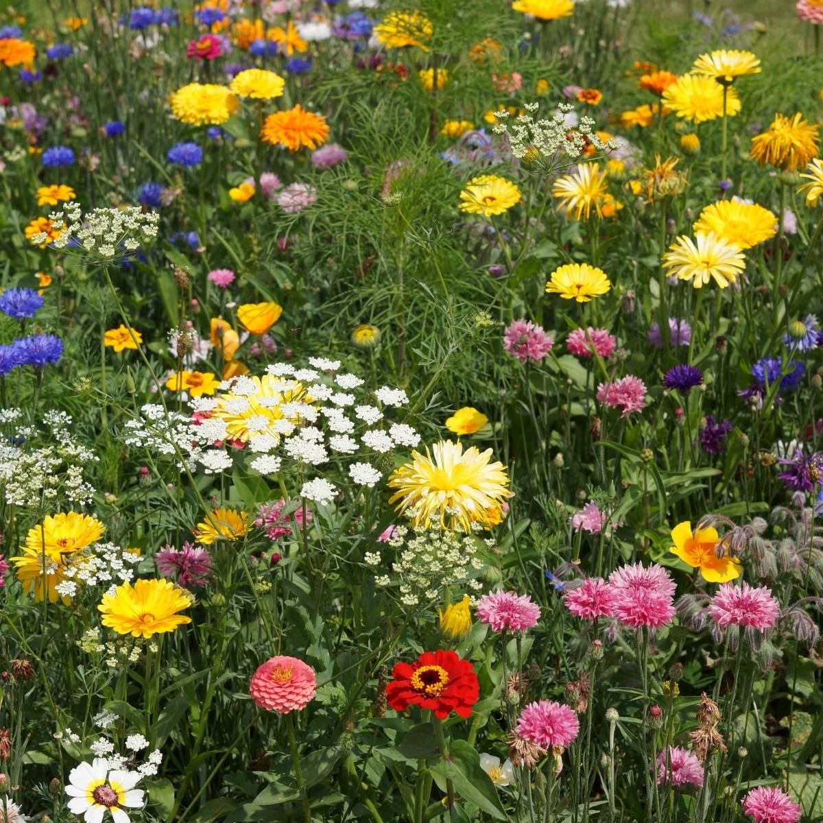 Economy - Černý BioPro - lúčna zmes - 20 g