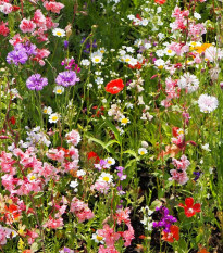 Strakonická lúka - Černý BioPro - lúčna zmes - 20 g