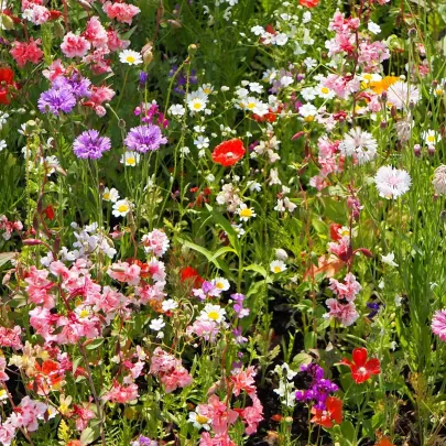 Strakonická lúka - Černý BioPro - lúčna zmes - 20 g