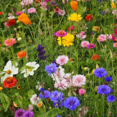 Strakonická lúka – lúčna zmes – Černý BipPro