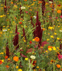 Ohnivý lúč - Černý BioPro - lúčna zmes - 20 g