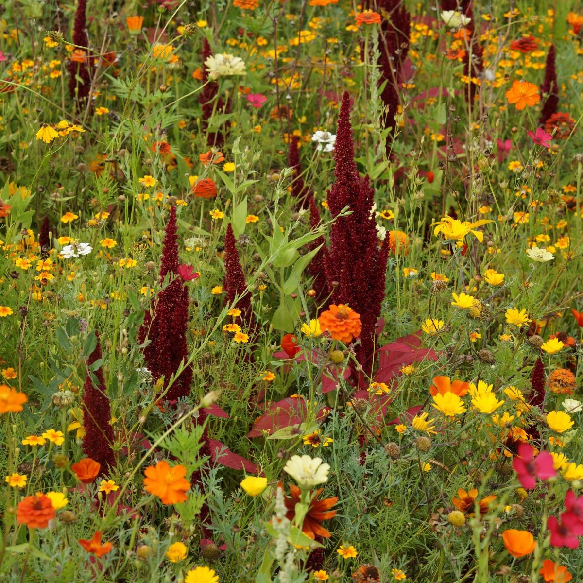 Ohnivý lúč - Černý BioPro - lúčna zmes - 20 g
