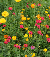 Červenkastá lúka - Černý BioPro - lúčna zmes - 20 g