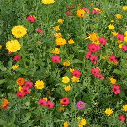 Červenkastá lúka - Černý BioPro - lúčna zmes - 20 g