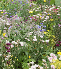 Jedlá lúka - Černý BioPro - lúčna zmes - 20 g