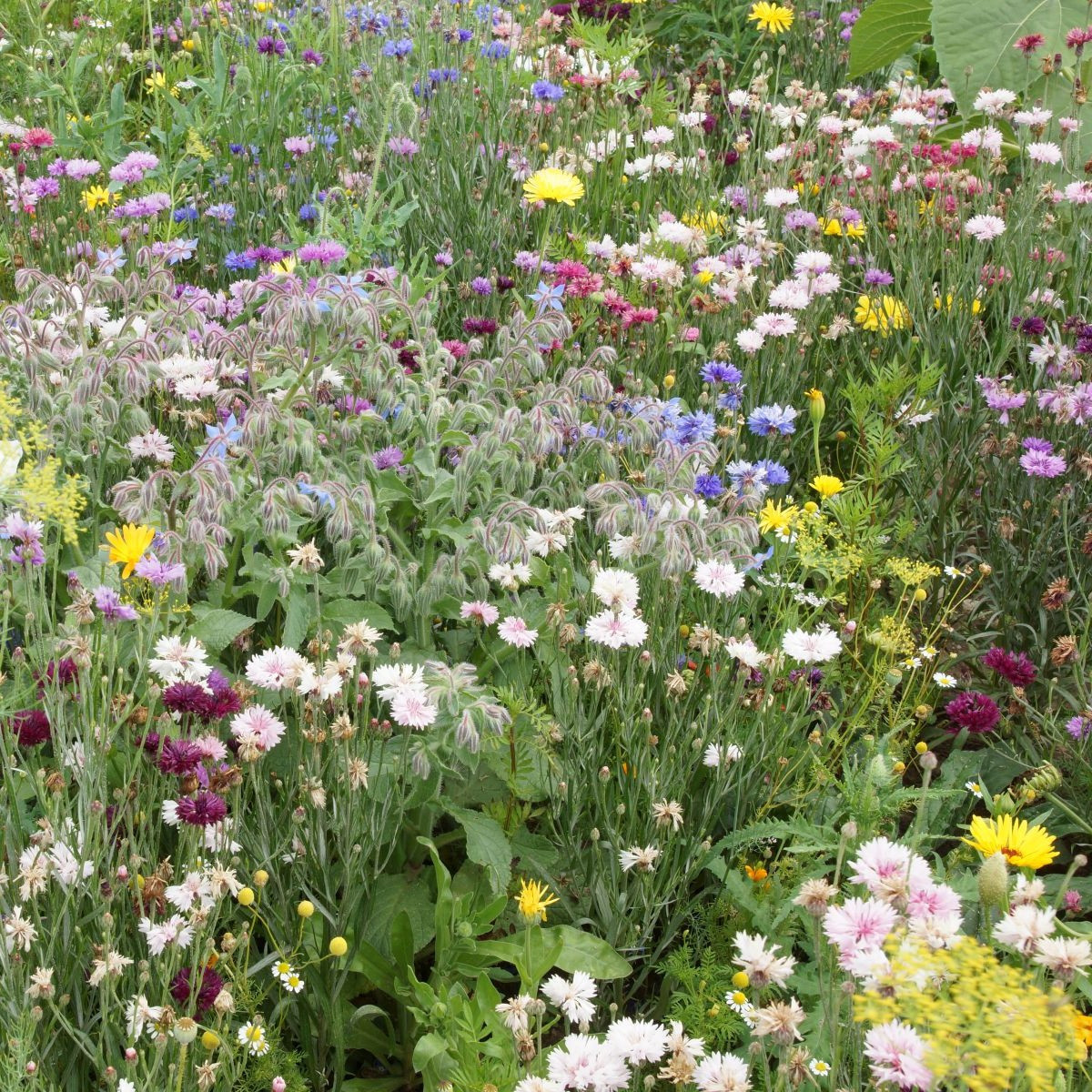 Jedlá lúka - Černý BioPro - lúčna zmes - 20 g