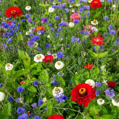 Trikolóra - Černý BioPro - lúčna zmes - 20 g