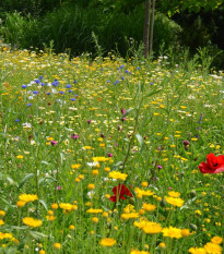 Trvalková zmes - Černý BioPro - lúčna zmes - 40 g