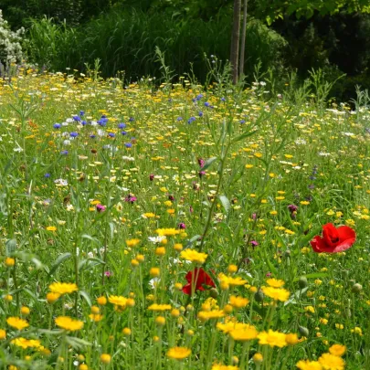 Trvalková zmes - Černý BioPro - lúčna zmes - 40 g