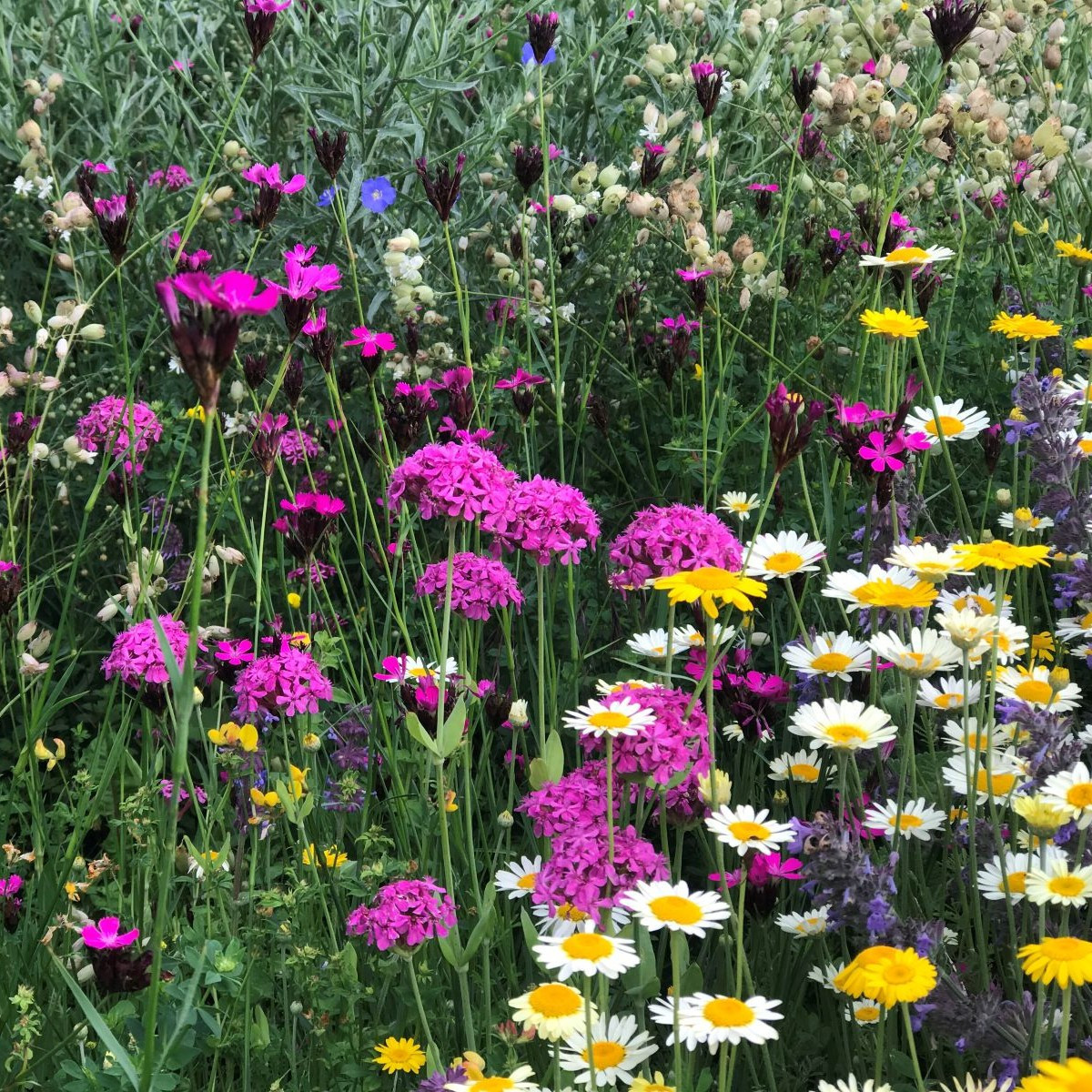 Trvalková zmes - Černý BioPro - lúčna zmes - 40 g