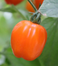 Paradajka tyčková Appleberry F1 PhR oranžová - Solanum lycopersicum - semená - 7 ks
