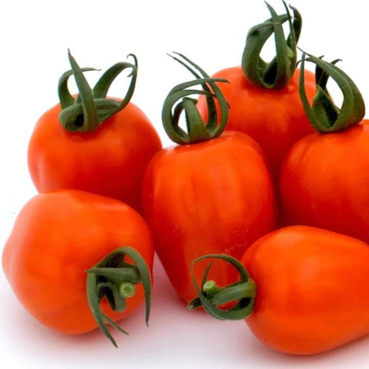 Paradajka tyčková Appleberry F1 PhR oranžová - Solanum lycopersicum - semená - 7 ks