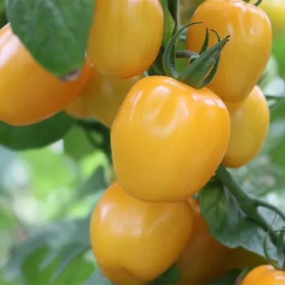 Paradajka tyčková Appleberry F1 PhR žltá - Solanum lycopersicum - semená - 7 ks