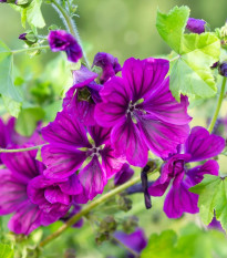 BIO Slez lesný tmavofialový - Malva sylvestris - bio semená - 50 ks