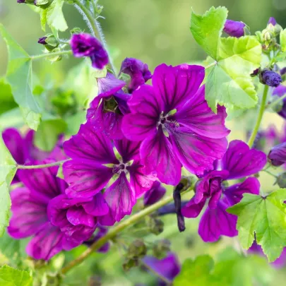 BIO Slez lesný tmavofialový - Malva sylvestris - bio semená - 50 ks