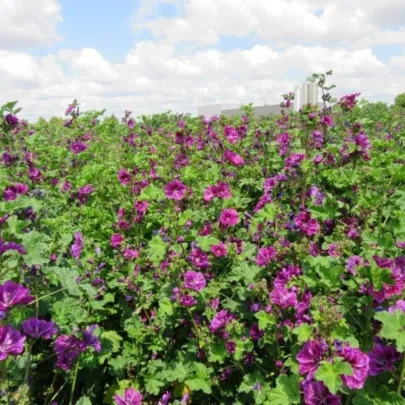 BIO Slez lesný tmavofialový - Malva sylvestris - bio semená - 50 ks