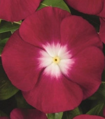 Katarant Atlantis Burgundy Halo - Catharanthus roseus - semená zimozeleň - 30 ks