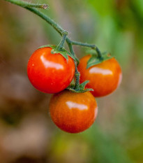 Paradajka kríčková Microberry - Solanum lycopersicum - predaj paradajok - 6 ks