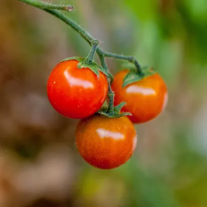 Paradajka kríčková Microberry - Solanum lycopersicum - predaj paradajok - 6 ks