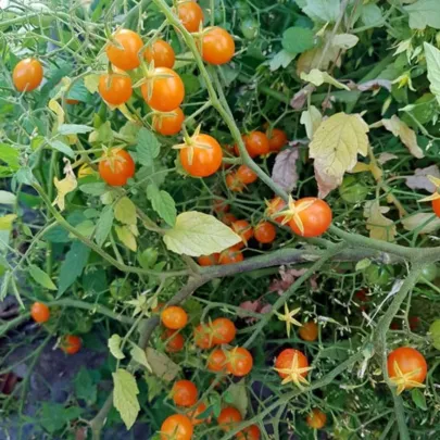 Paradajka kríčková Microberry - Solanum lycopersicum - predaj paradajok - 6 ks