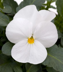 Fialka rohatá Sorbet xp White - Viola cornuta - semená - 20 ks