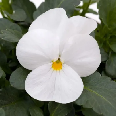 Fialka rohatá Sorbet xp White - Viola cornuta - semená - 20 ks