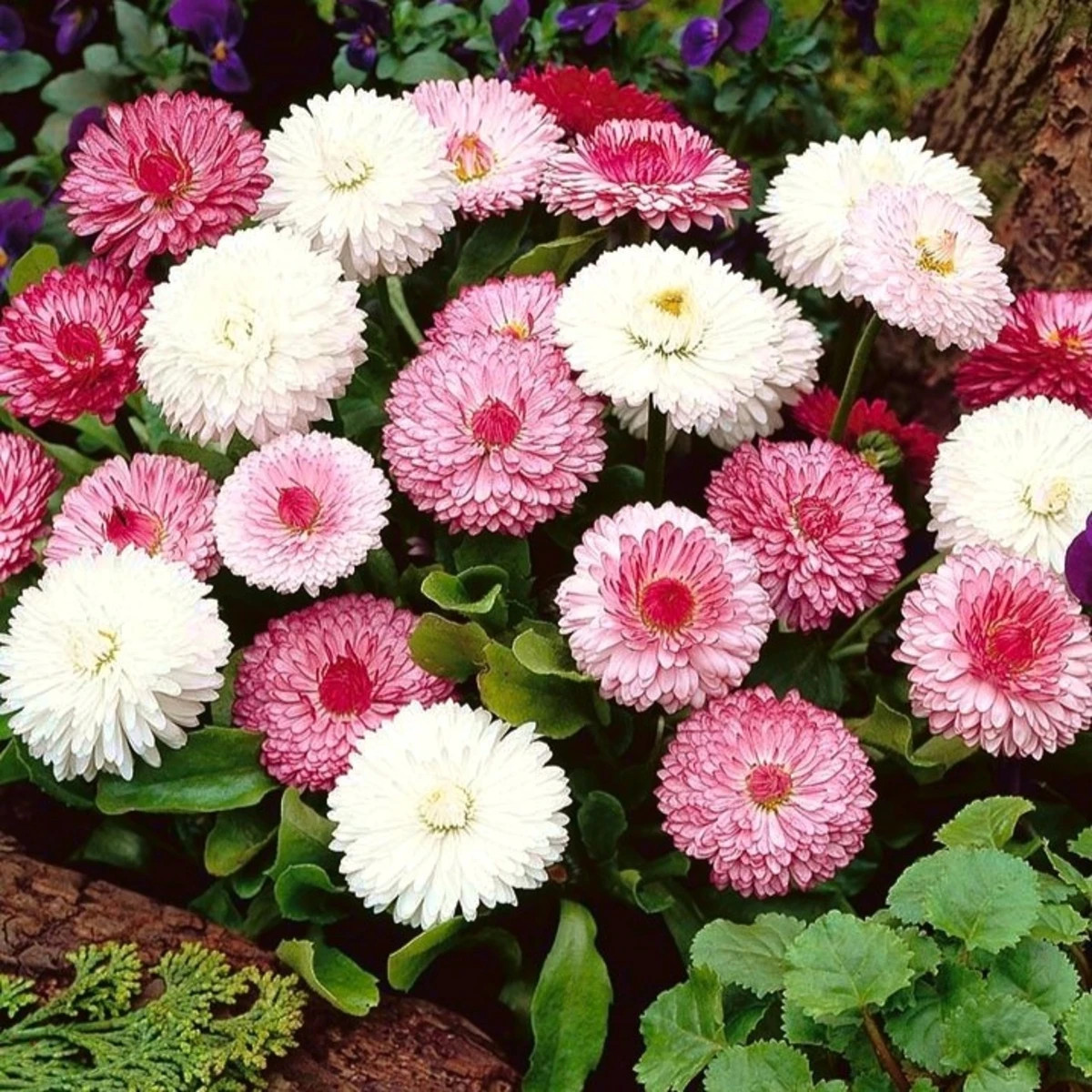 Sedmokráska obyčajná ružové odtiene - Bellis perennis monstrosa - semená sedmokrásky - 200 ks