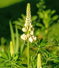 Lupina mnoholistá Lupini Biela - Lupinus polyphyllus - semená - 15 ks
