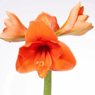 Zornica Naranja - Hippeastrum - cibuľoviny - 1 ks