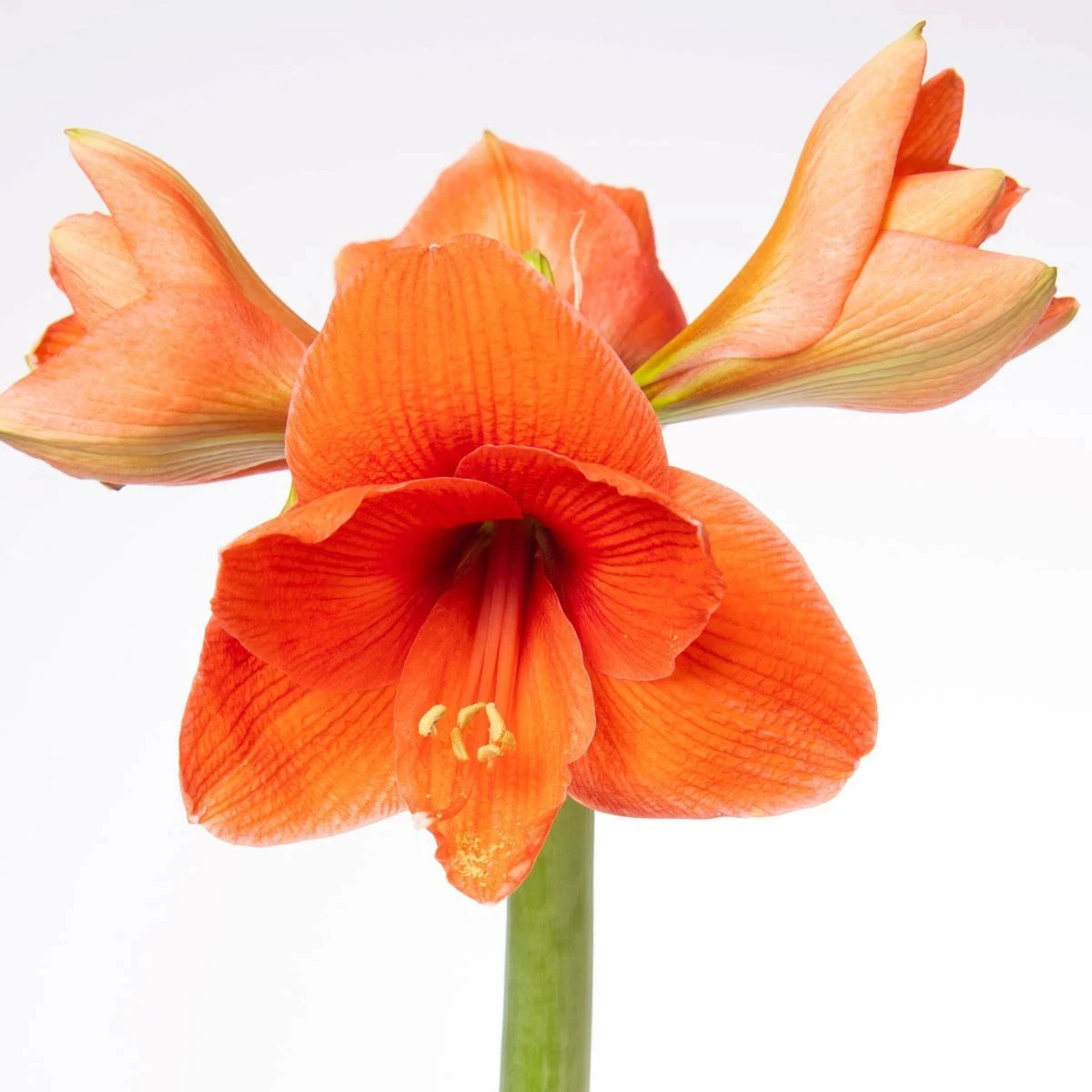Zornica Naranja - Hippeastrum - cibuľoviny - 1 ks