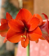 Zornica Naranja - Hippeastrum - cibuľoviny - 1 ks