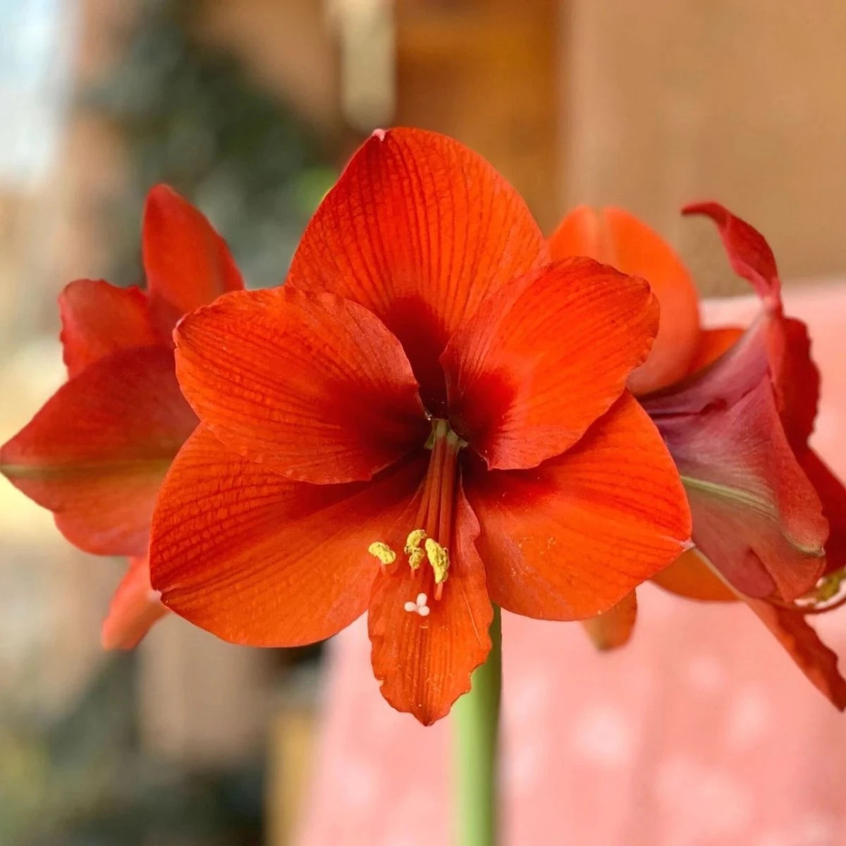 Zornica Naranja - Hippeastrum - cibuľoviny - 1 ks