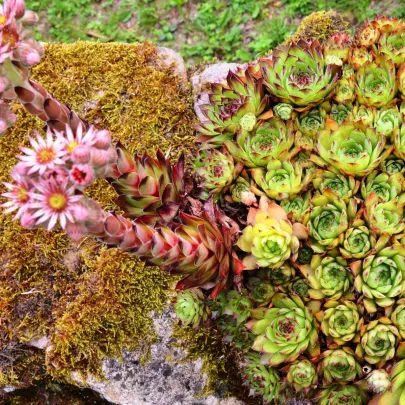 Skalnica strechová - Sempervivum tectorum - semená - 30 ks