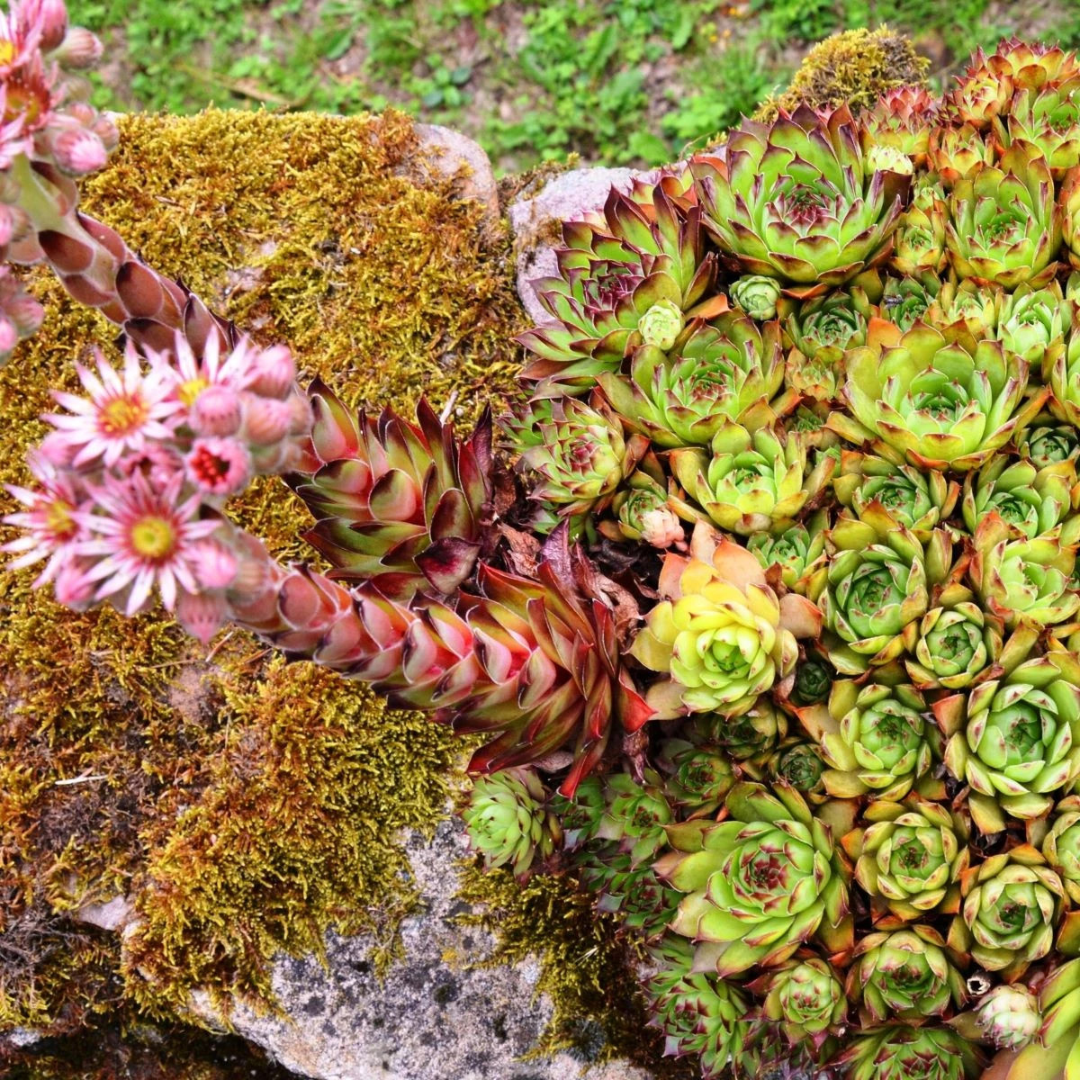 Skalnica strechová - Sempervivum tectorum - semená - 30 ks