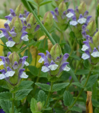 Šišiak alpský - Scutellaria alpina - semená - 15 ks