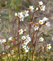 Lomikameň zrnitý - Saxifraga granulatá - semená - 100 ks