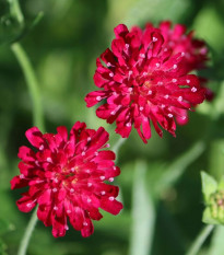 Chrastavec macedónsky - Knautia macedonica - semená - 15 ks