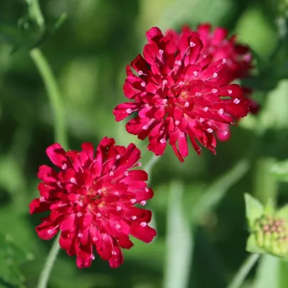 Chrastavec macedónsky - Knautia macedonica - semená - 15 ks