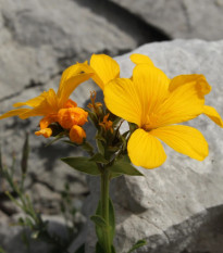 Ľan hlavatý - Linum capitatum - semená - 100 ks