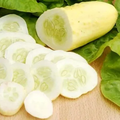Uhorka poľná White Wonder - Cucumis sativus - semená - 5 ks