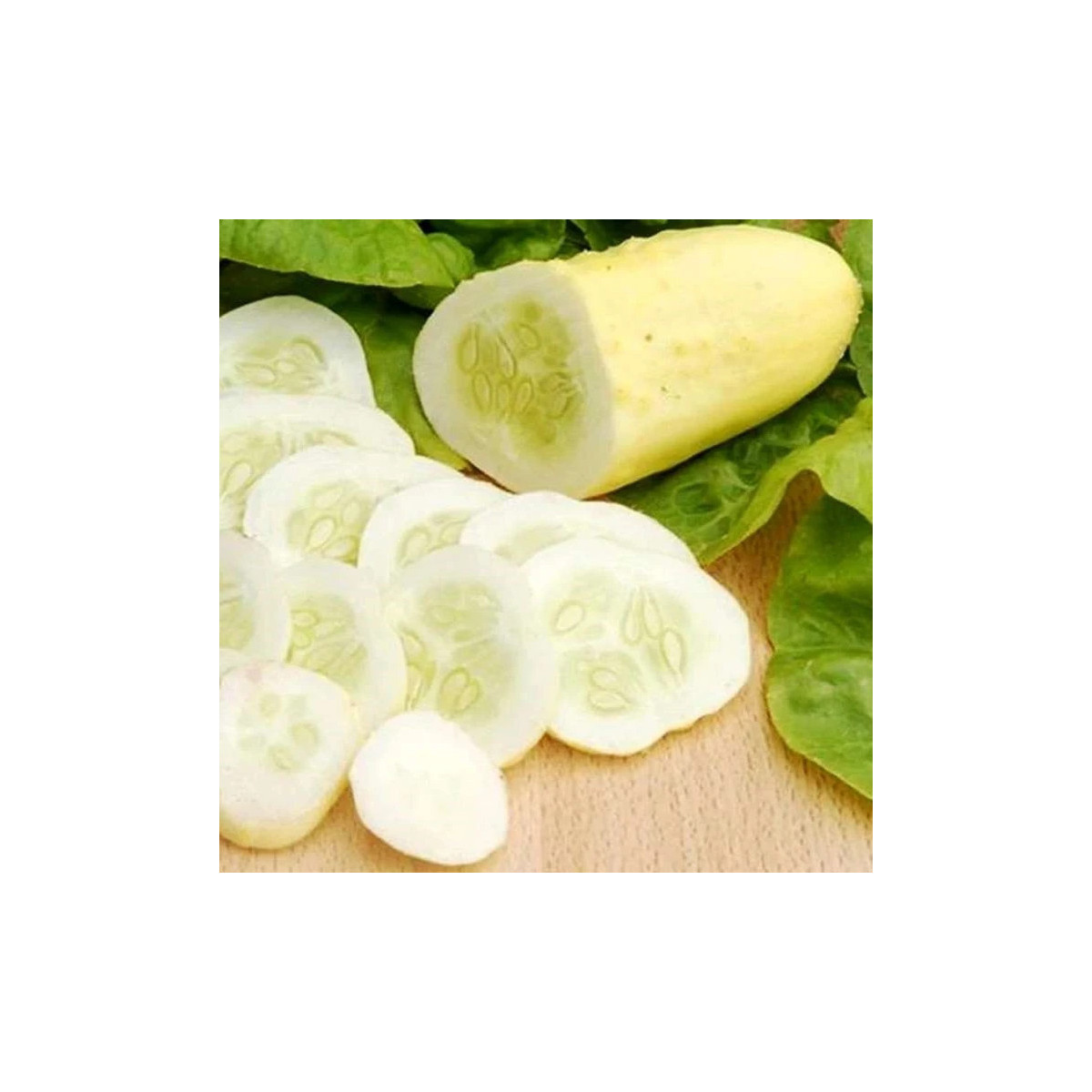 Uhorka poľná White Wonder - Cucumis sativus - semená - 5 ks