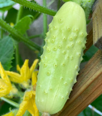 Uhorka poľná White Wonder - Cucumis sativus - semená - 5 ks