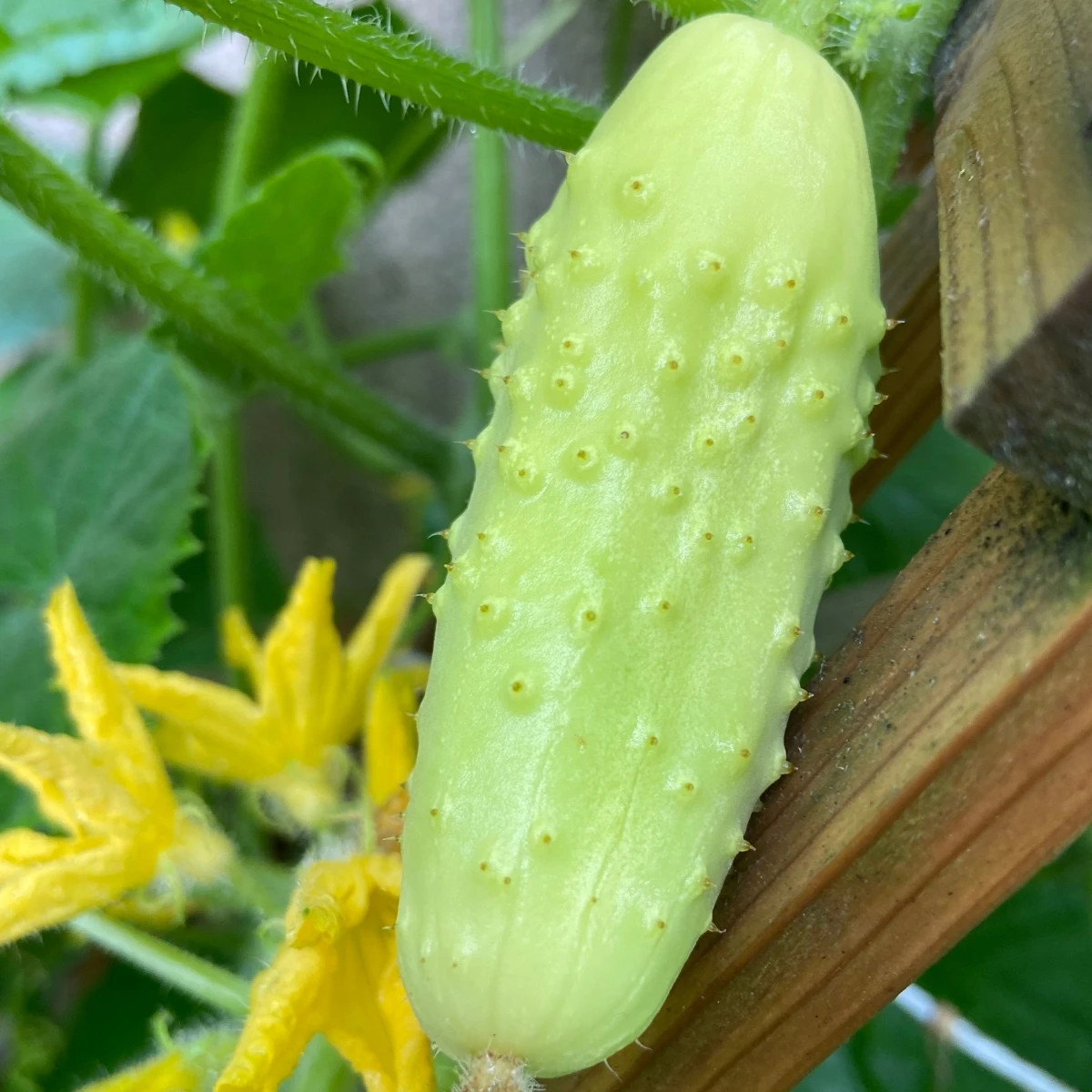 Uhorka poľná White Wonder - Cucumis sativus - semená - 5 ks