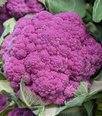 Karfiol Purpurina F1 - Brassica oleracea - semená - 10 ks